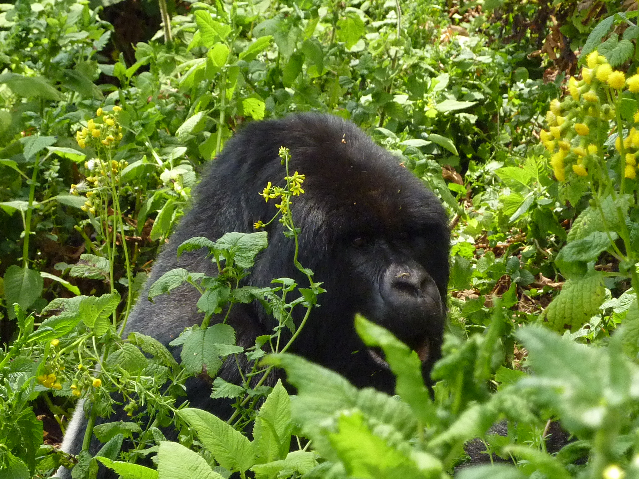 Gorilla Trekking In Rwanda Helen In Wonderlust