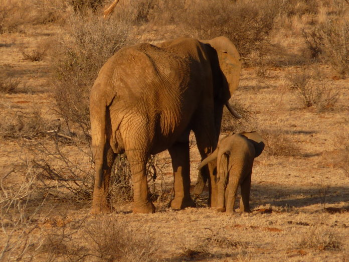 A Safari In Samburu National Reserve Helen In Wonderlust