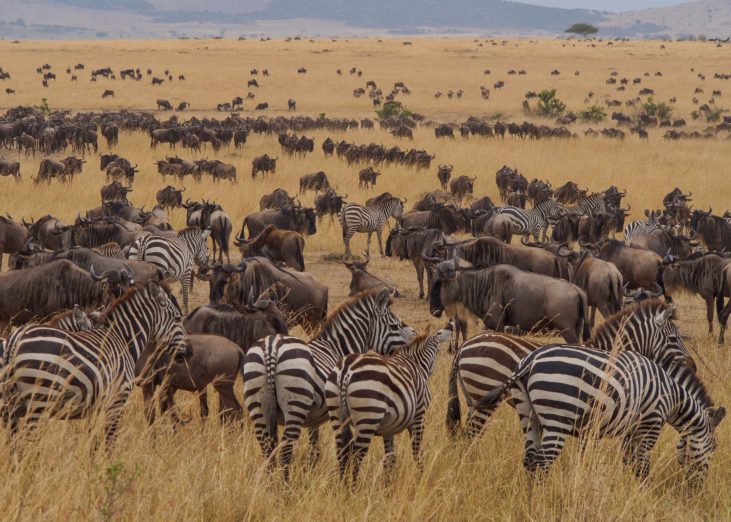 How To Find The Best Serengeti And Ngorongoro Crater Safari To Suit Your Budget Helen In