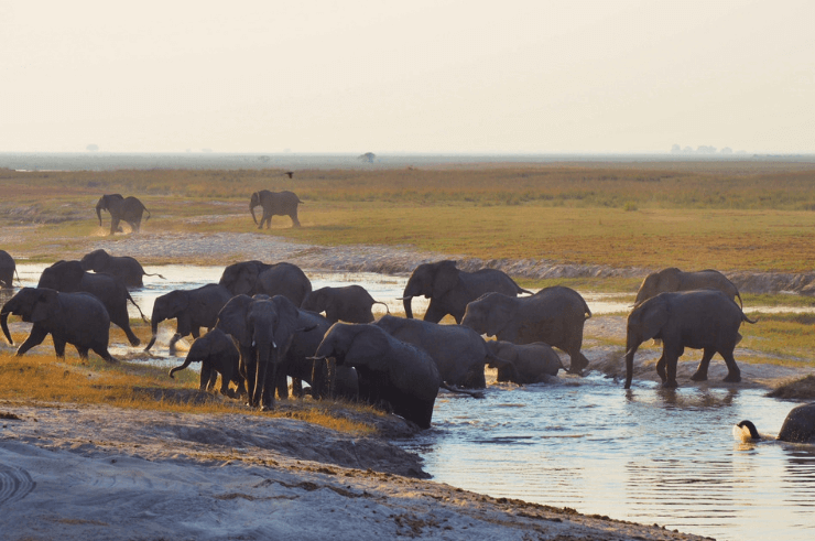 The Amarula Trust & How Many Elephants: Don’t Let Them Disappear