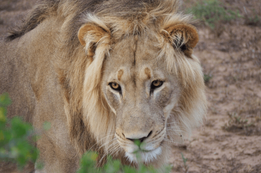 How To Plan A Safari In Addo Elephant Park In South Africa