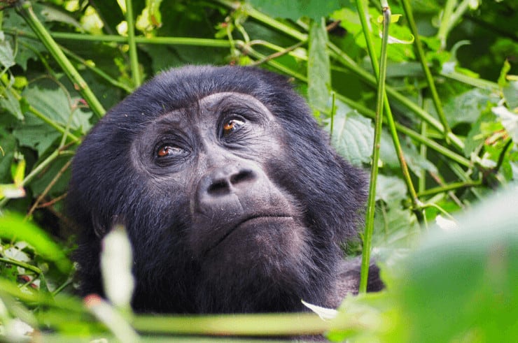 The Complete Guide to Gorilla Trekking in Uganda & Rwanda