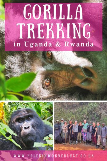 The Complete Guide to Gorilla Trekking in Uganda & Rwanda - Helen in ...