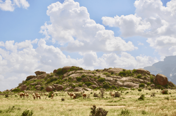 Camels in Northern Kenya