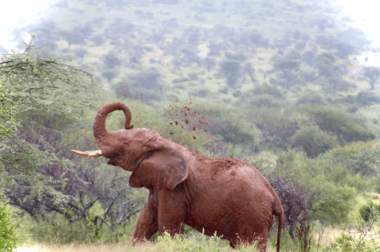 Reteti Elephant Sanctuary, Northern Kenya