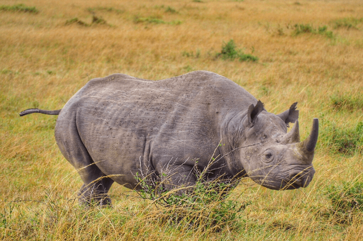 Sera Conservancy & Rhino Sanctuary