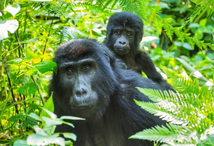 Gorilla Trekking in Uganda & Rwanda