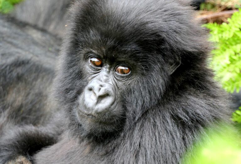 The Complete Guide to Gorilla Trekking in Uganda & Rwanda