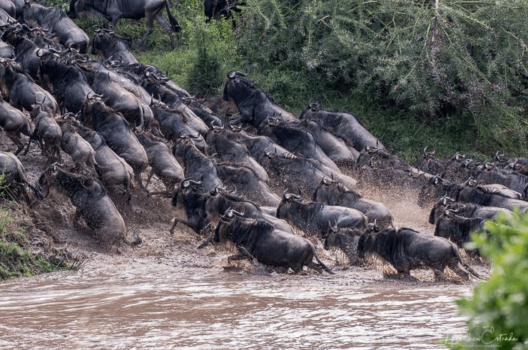 Wildebeest Migration - Kenya & Tanzania