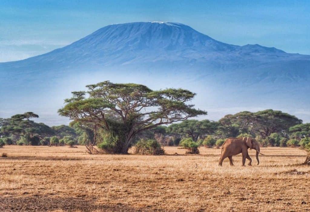 safari kenia o tanzania