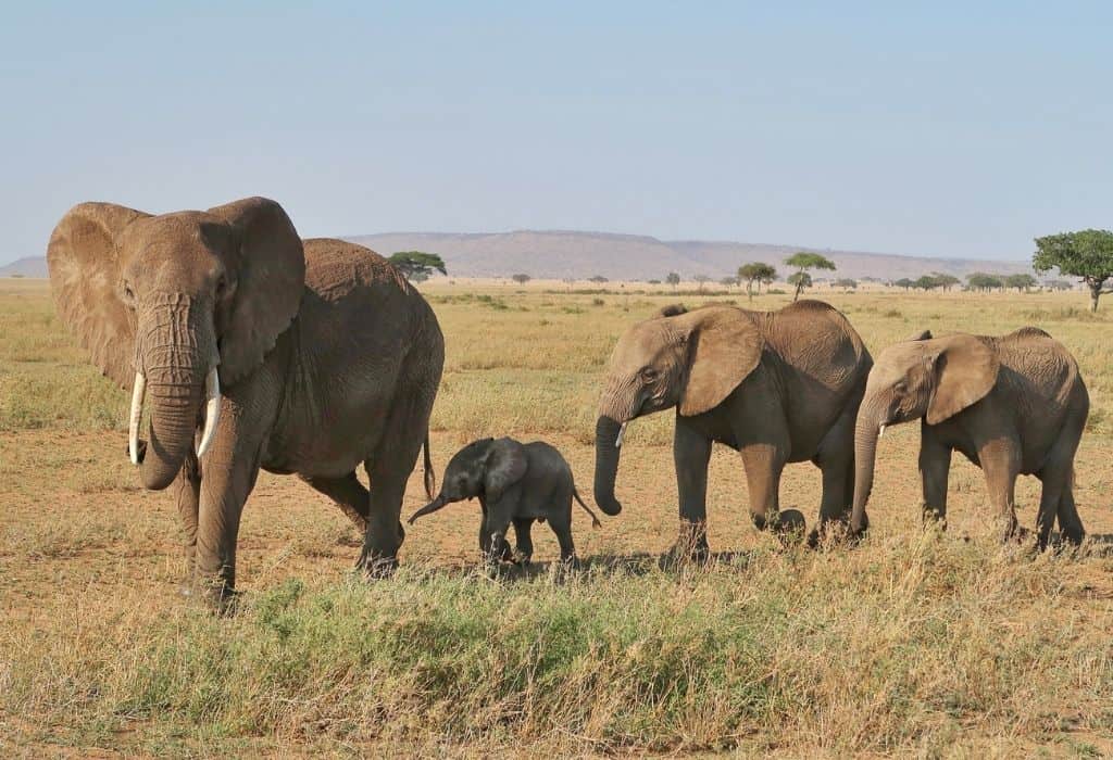 safari tanzanie ou kenya