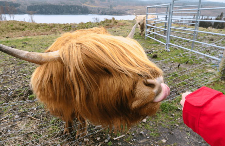 Highland Coo, NC500, Scotland