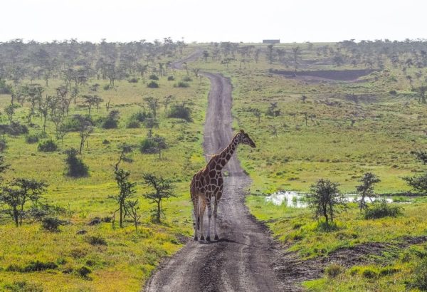 How to Plan a Trip to Ol Pejeta Conservancy - Helen in Wonderlust