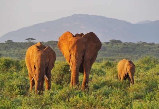 A Guide to Samburu National Reserve in Kenya - Helen in Wonderlust