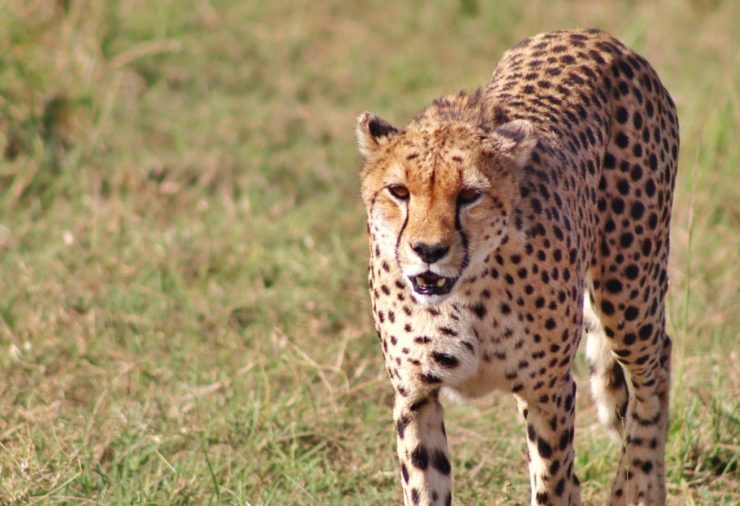 Planning a Safari in the Masai Mara - Everything You Need to Know ...