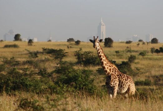 33 Awesome Things to Do in Nairobi, Kenya - Helen in Wonderlust