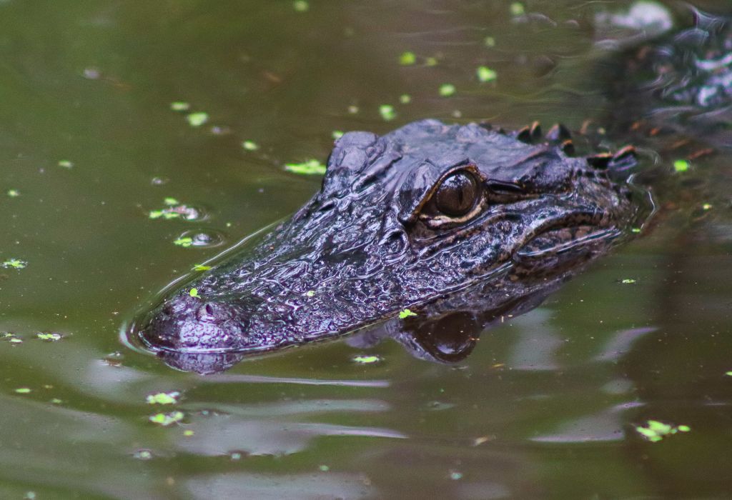 Alligator, Bayou
