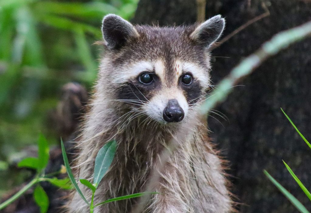 Racoon, New Orleans