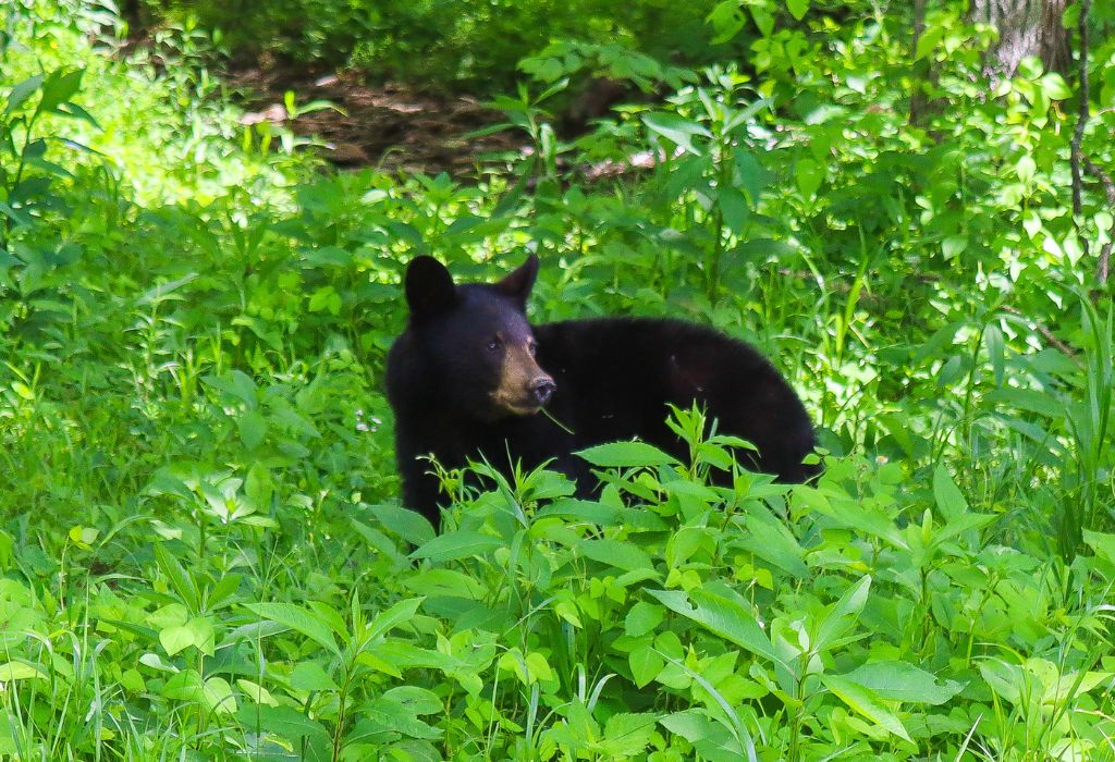Black bear in the Smoky Mountains