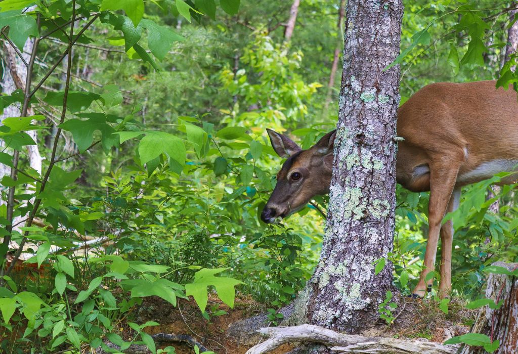 Deer in the Smoky Mountains