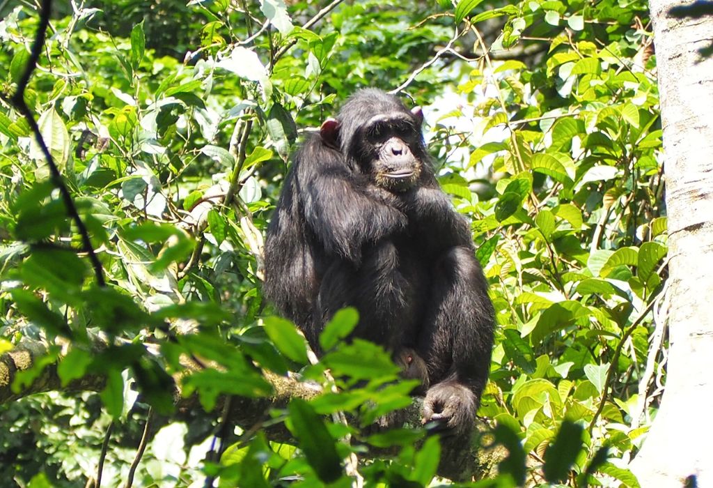 Chimpanzee Trekking, Rwanda