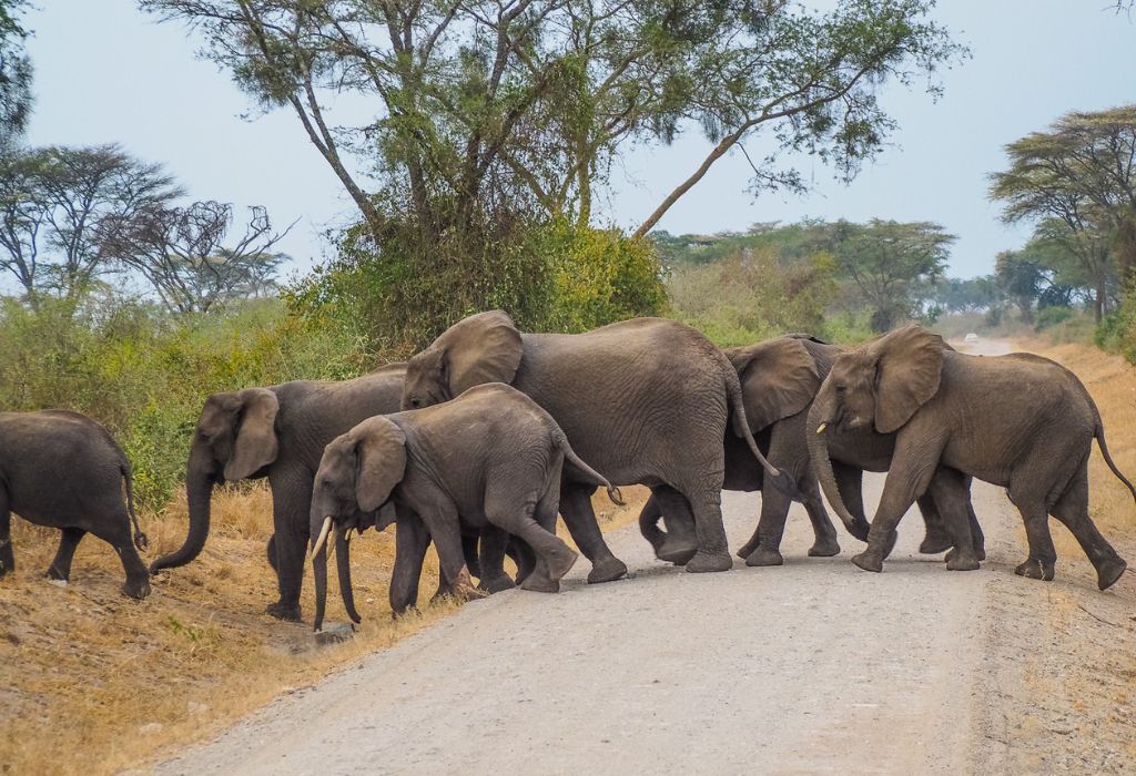 Akagera National Park, Rwanda