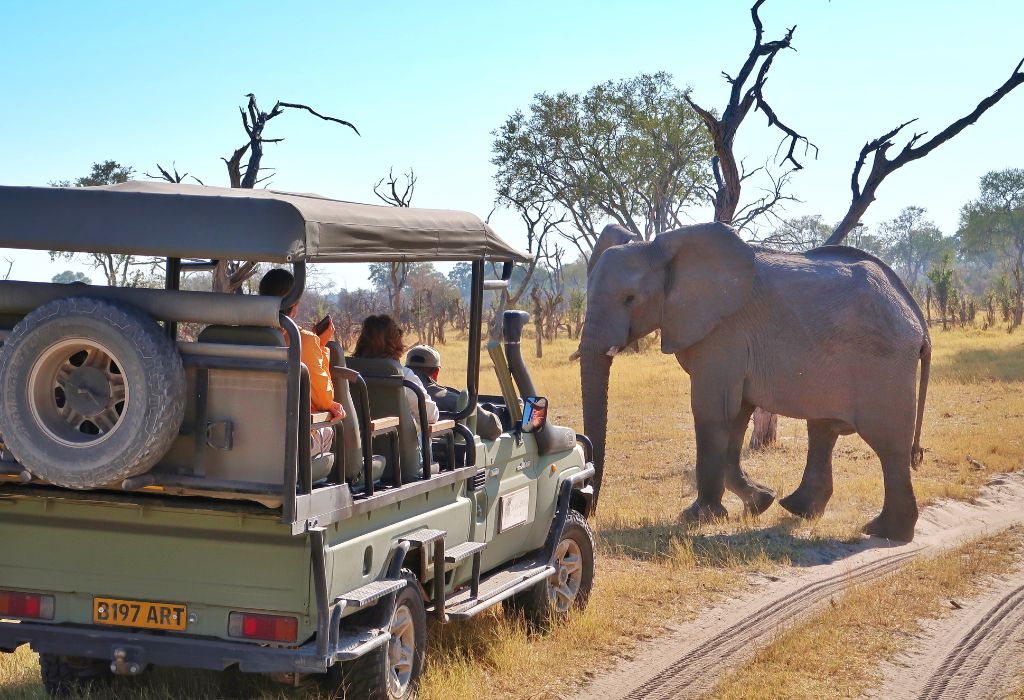 A Curious Elephant in the Khwai Concession