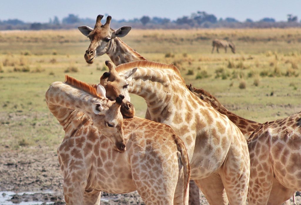 Giraffes in Chobe National Park, Botswana