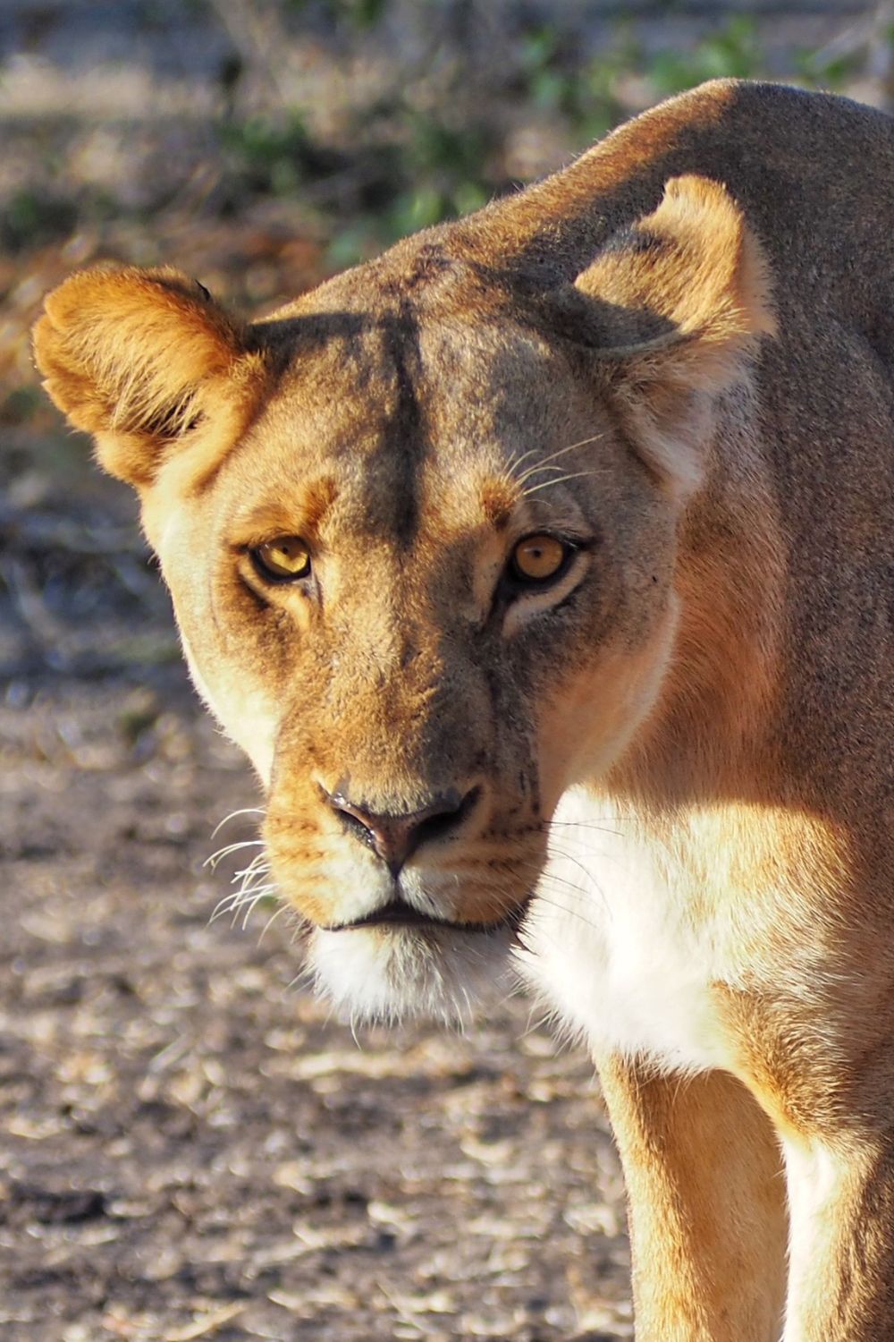 Lioness in Chobe National Park, Botswana