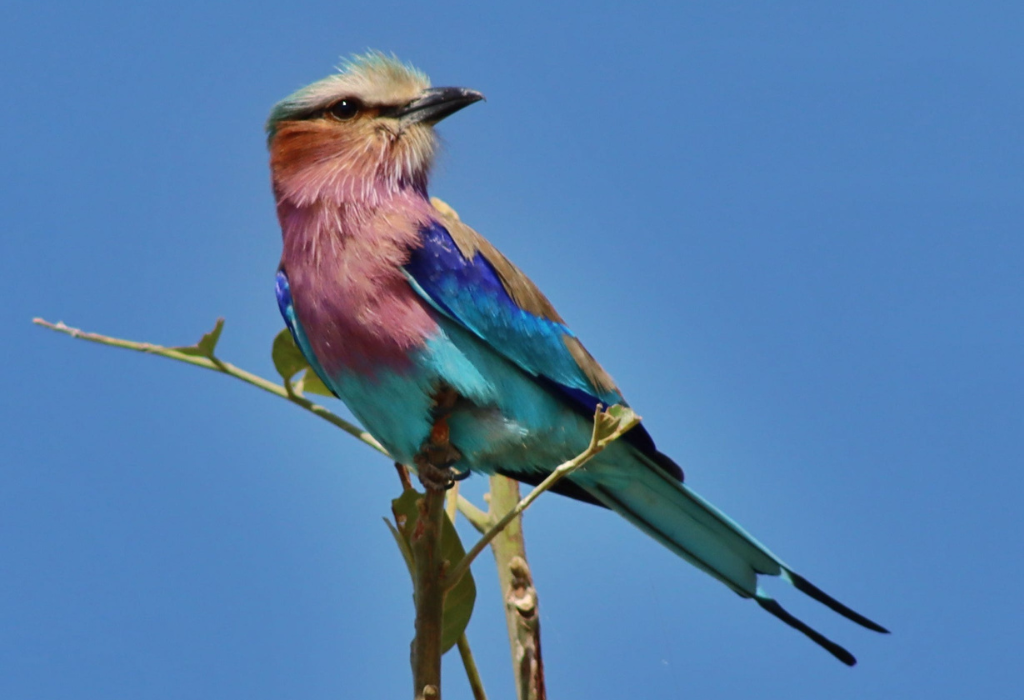 Lilac Breasted Roller in Botswana